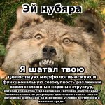 Эй нубяра.jpg
