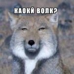 волки01.jpg