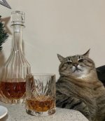 Животные.jpeg