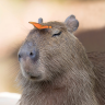 Quama